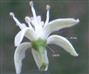  Flower (Lateral view)
